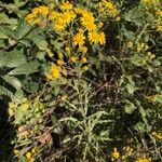 Senecio pterophorus Flower