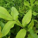 Cephalaria gigantea Leaf