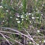Androsace septentrionalis Blomst