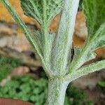 Marrubium vulgare बार्क (छाल)