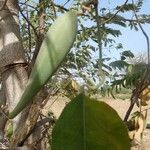 Gymnema sylvestre Leaf