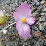 Begonia picta Кветка