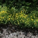 Coronilla coronata Hábitos