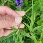 Aconitum napellusBlüte