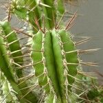 Euphorbia fruticosa Hoja