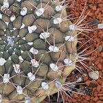 Gymnocalycium pflanzii অন্যান্য