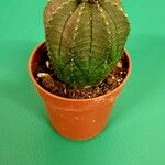 Euphorbia obesa 葉