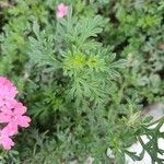 Glandularia tenera Leaf