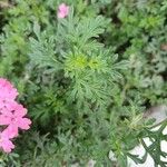 Verbena tenera Blad