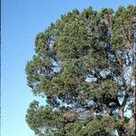 Pinus edulis Hábito