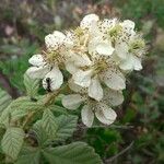 Rubus canescens 花