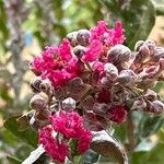 Lagerstroemia indicaFlower