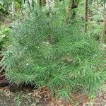 Podocarpus novae-caledoniae অভ্যাস