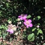 Rubus ulmifolius Цвят