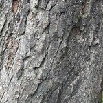 Pinus lambertiana Corteza