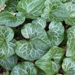 Asarum hartwegiiLevél