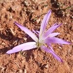Colchicum filifolium Maua