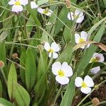 Baldellia ranunculoides Blomma