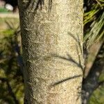 Pinus flexilis Bark