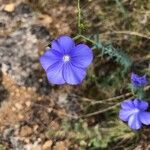 Linum narbonenseBlomst