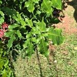 Leea guineensis Leaf