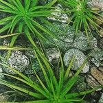 Isoetes lacustris Yaprak