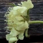 Scabiosa ochroleuca 花