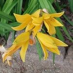 Hemerocallis dumortieri Blomst