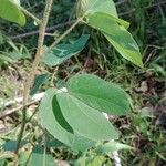 Mimosa albida Blad