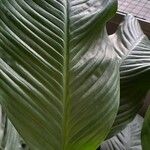 Spathiphyllum blandum Leht