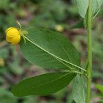 Chamaecrista rotundifolia 葉