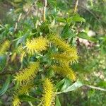 Salix babylonica Flower