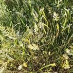 Trisetum paniceum 葉