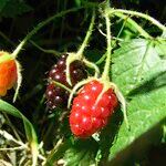 Rubus ursinus 果實