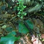 Platanthera orbiculata Habit