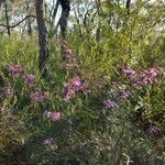 Boronia ledifolia Habit