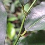 Trilepisium madagascariense Magamba
