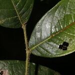 Hirtella guatemalensis ഇല