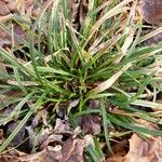 Carex sylvatica आदत