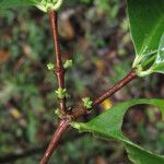 Tricalysia ambrensis Corteza