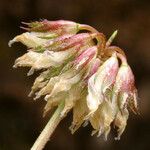 Trifolium ciliolatum Плод