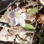 Claytonia caroliniana ফুল