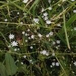 Stellaria graminea Fleur