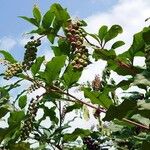Phytolacca americana Други