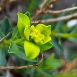 Euphorbia spinosa Bloem