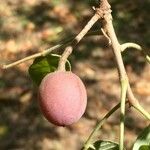 Commiphora mollis Fruto