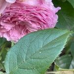 Rosa × damascena Leaf