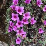 Saxifraga oppositifolia Hábito