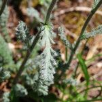 Achillea barrelieri Лист