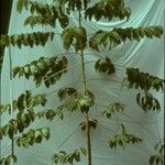 Breonia chinensis
